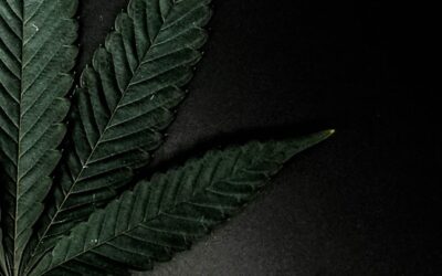 An Overview of the Reclassification of Marijuana